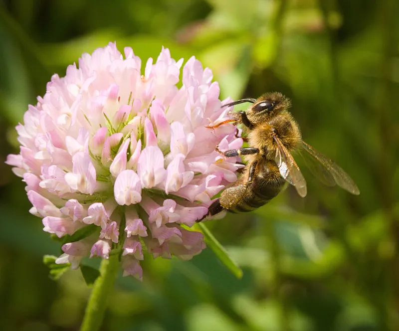 Trifolium pratense