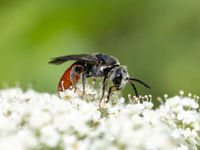 Sphecodes albilabris,