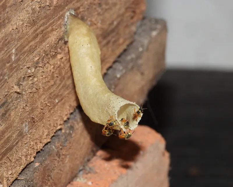 Tetragonisca angustula