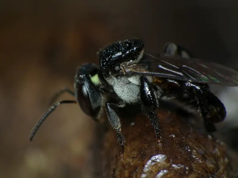 Tetragonula carbonaria, نحل عديم اللسعة