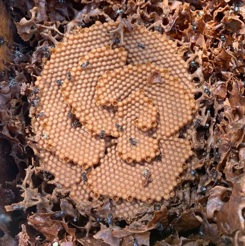 Tetragonula Carbonaria Brood Structure.jpg