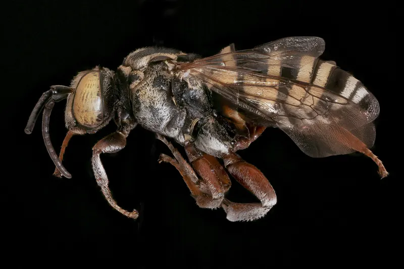 Triepeolus subnitens, نحل الوقواق