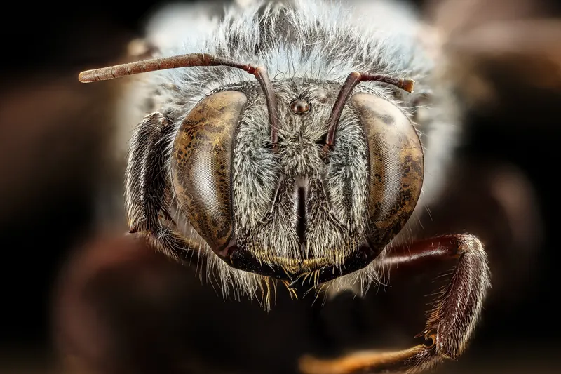 Xylocopa caerulea, Xylocopa caerulea