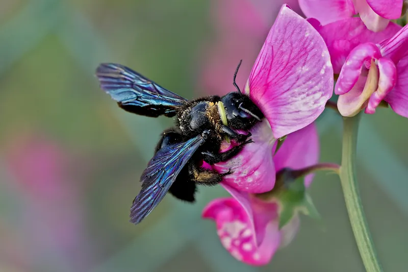 Xylocopa violacea, 