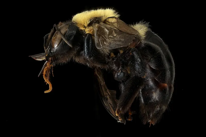 Xylocopa virginica, 